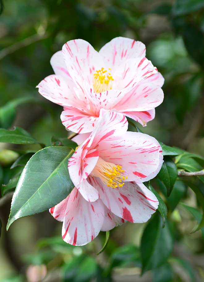 椿 春の台｜花の手帖の椿図鑑