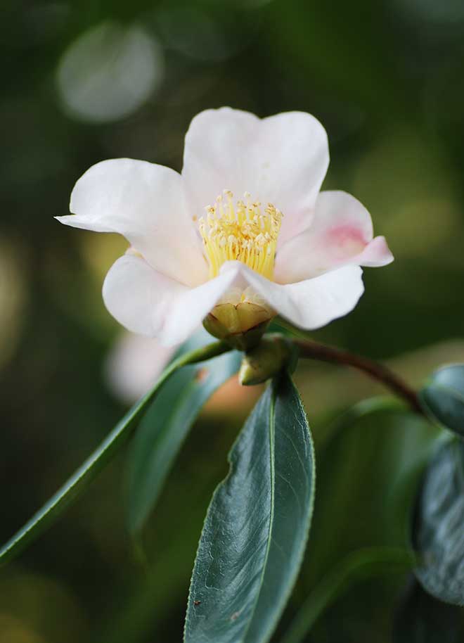 椿 初雁｜花の手帖の椿図鑑