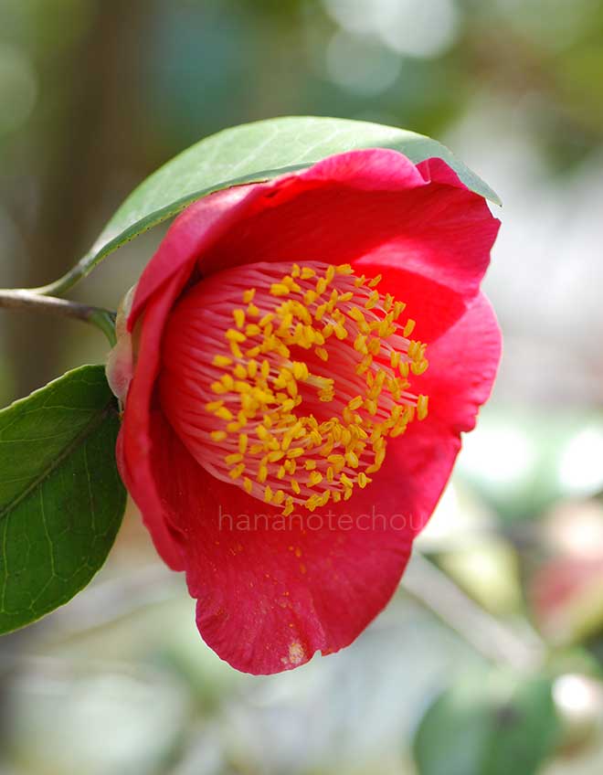 椿 肥後大関｜花の手帖の椿図鑑