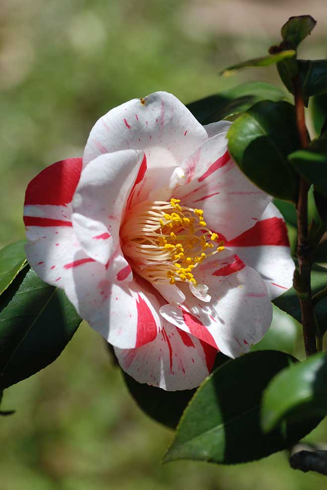 椿 日暮｜花の手帖の椿図鑑