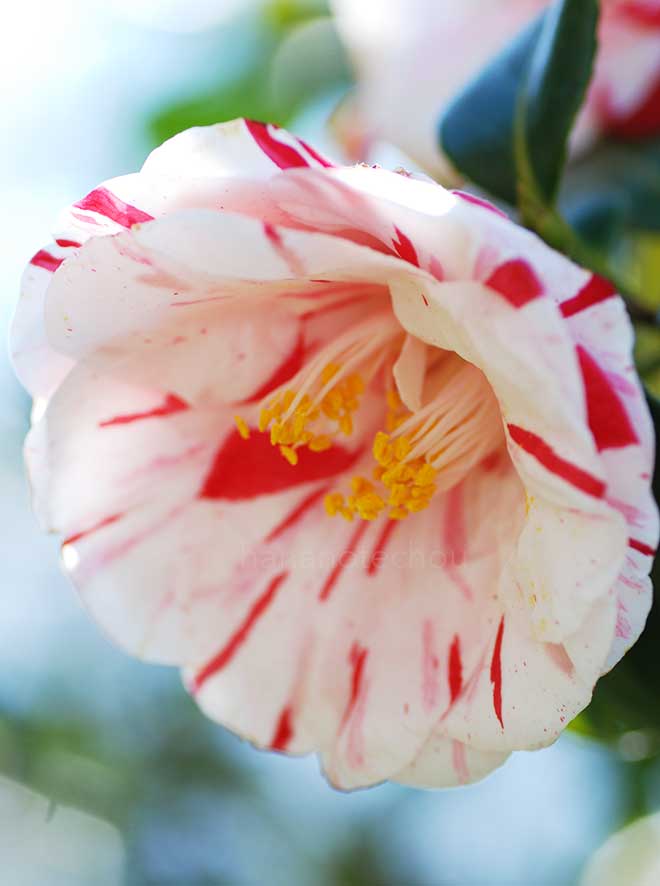 椿 日暮｜花の手帖の椿図鑑