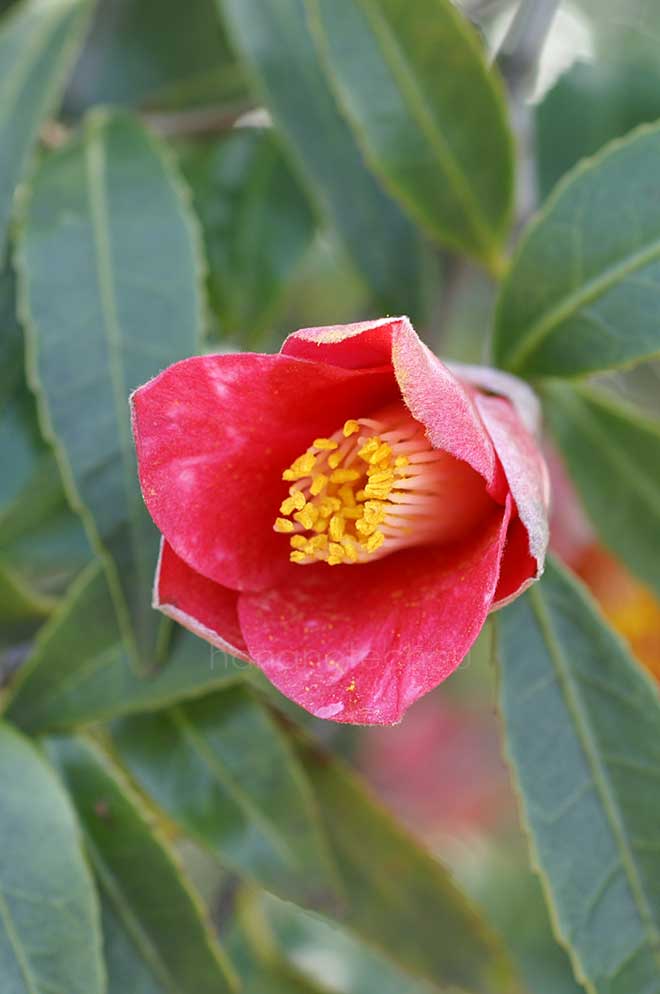 椿 柊葉椿｜花の手帖の椿図鑑