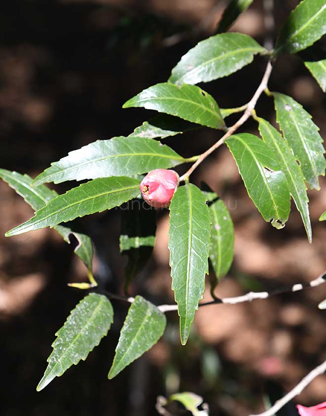 椿 柊葉椿｜花の手帖の椿図鑑
