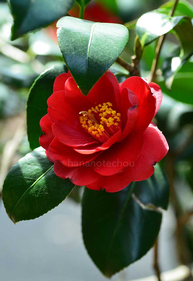 椿 緋縮緬｜花の手帖の椿図鑑