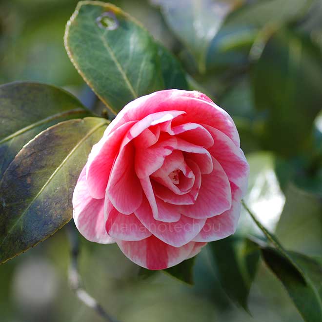 椿 光源氏紅花｜花の手帖の椿図鑑