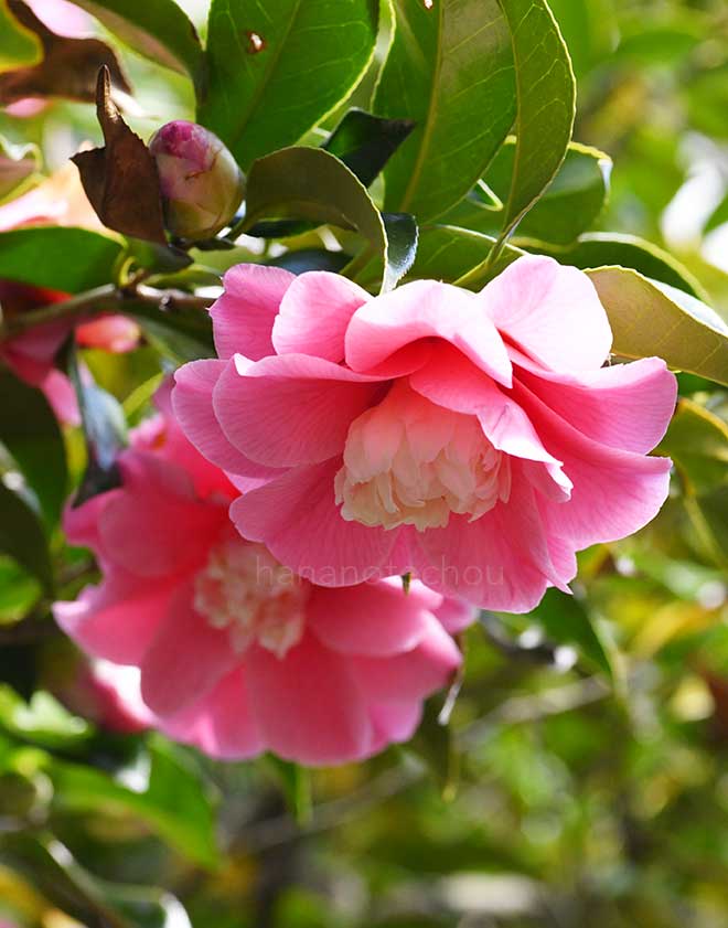 椿 菱唐糸｜花の手帖の椿図鑑