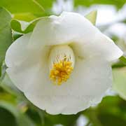 椿 五十鈴｜花の手帖の薔薇図鑑