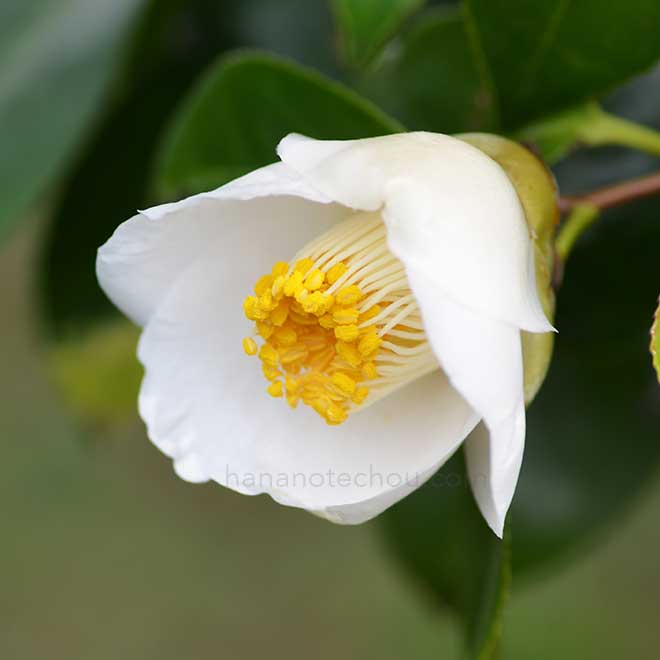 ツバキ イスズ｜花の手帖のつばき図鑑