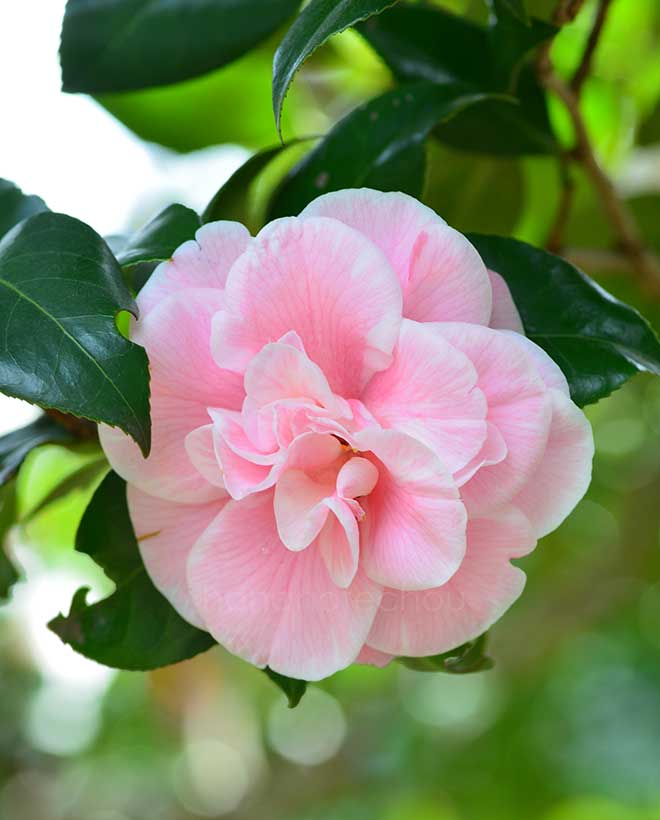 椿 日月｜花の手帖の椿図鑑