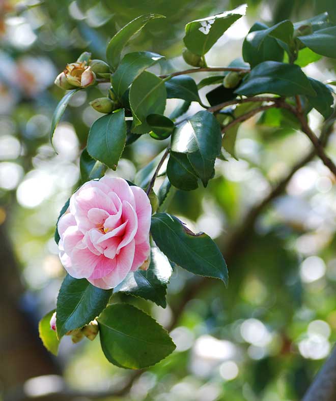 椿 日月｜花の手帖の椿図鑑