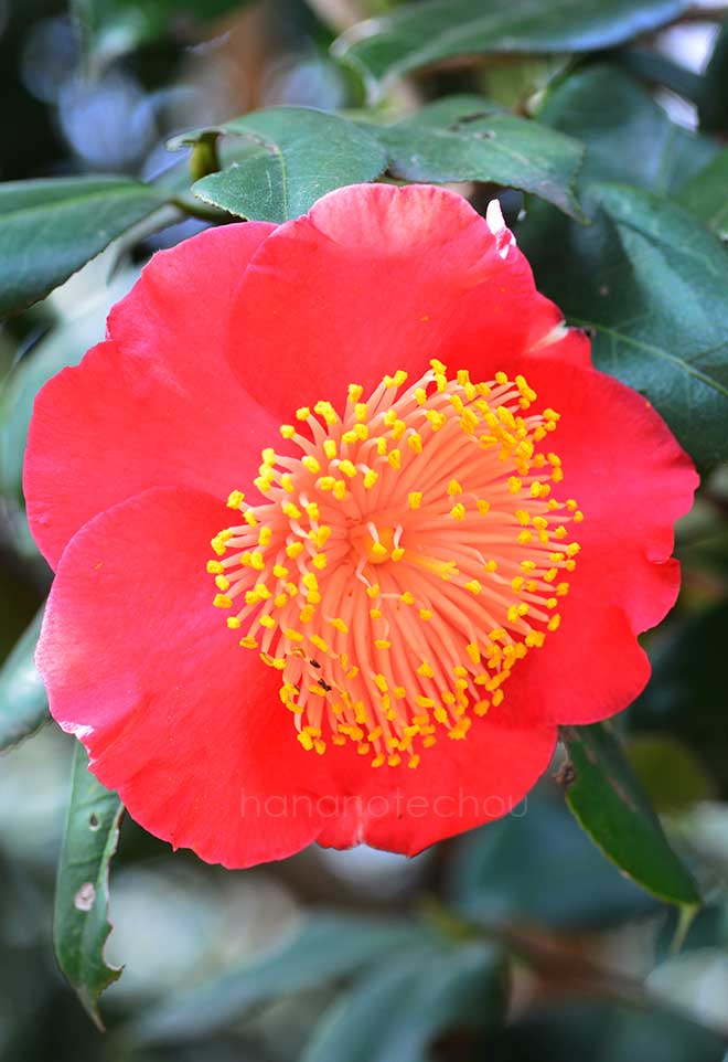 椿 日月星｜花の手帖の椿図鑑