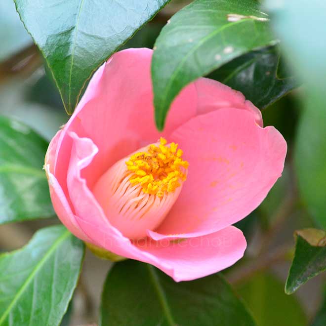 椿 常満寺｜花の手帖の椿図鑑