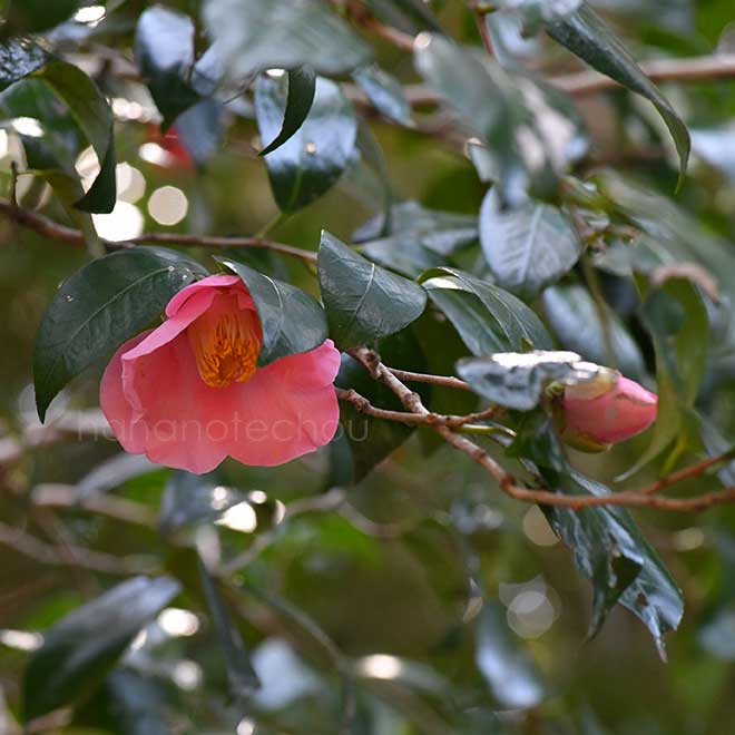 椿 常満寺｜花の手帖の椿図鑑