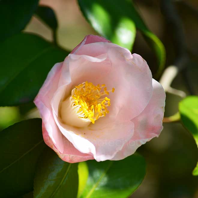 椿 乗蓮の春｜花の手帖の椿図鑑