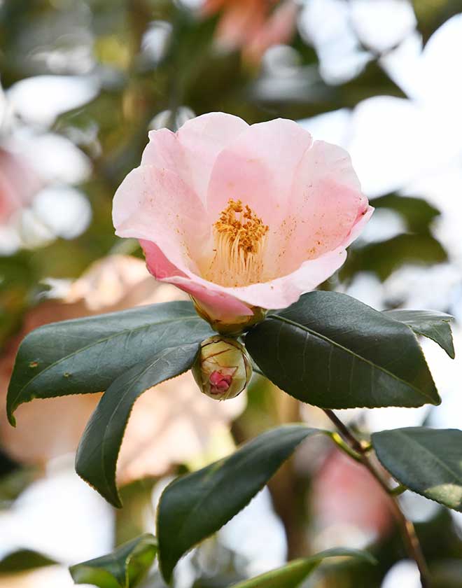 椿 乗蓮の春｜花の手帖の椿図鑑