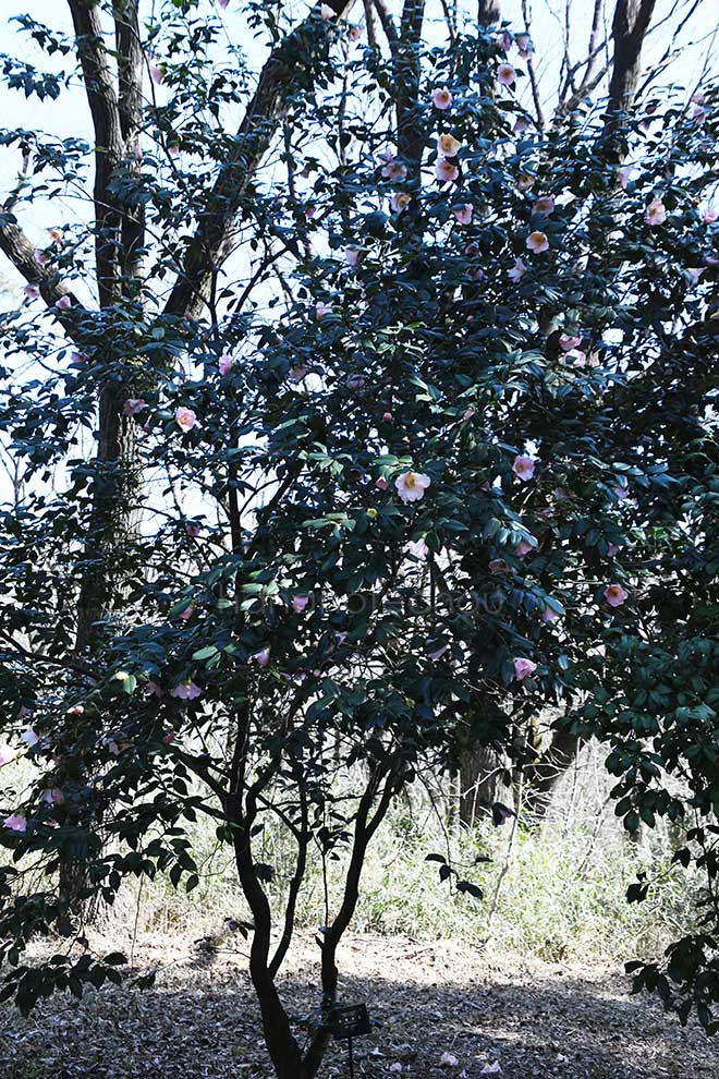 椿 乗蓮の春｜花の手帖の椿図鑑