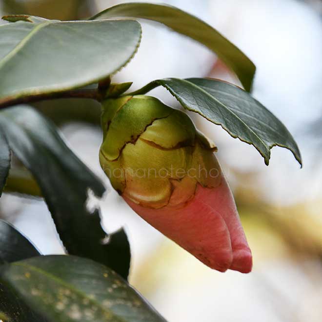 椿 乗蓮の春｜花の手帖の椿図鑑