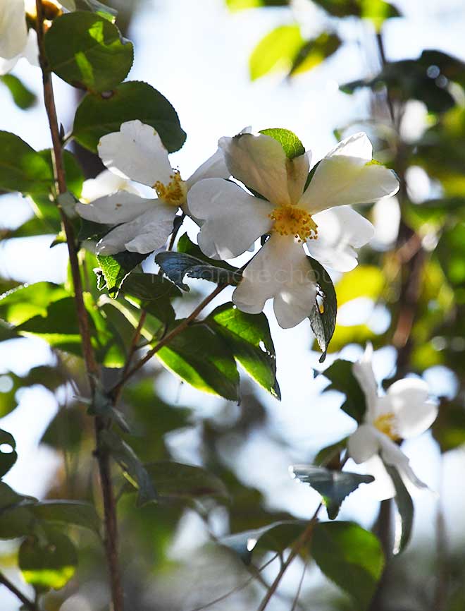 椿 十里香｜花の手帖の椿図鑑