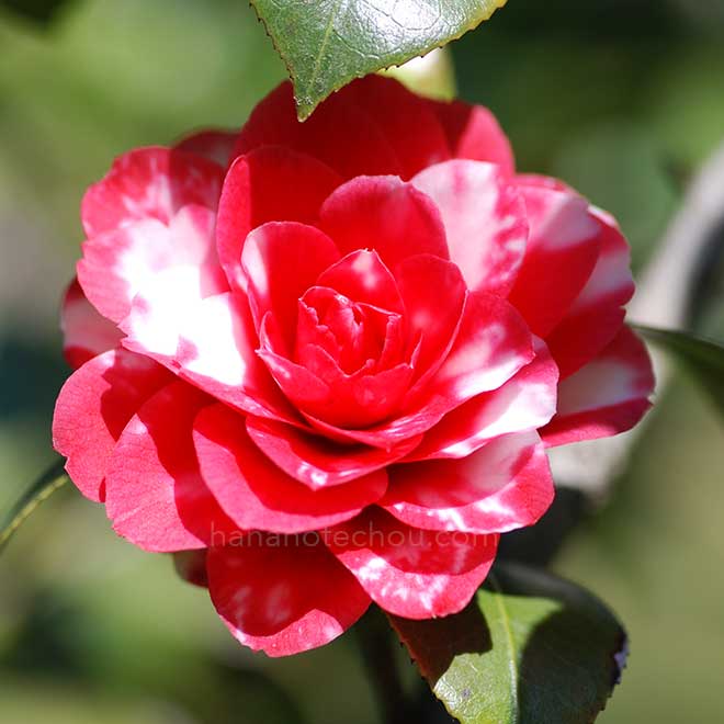椿 鹿児島｜花の手帖の椿図鑑