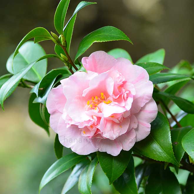 椿 神楽獅子｜花の手帖の椿図鑑