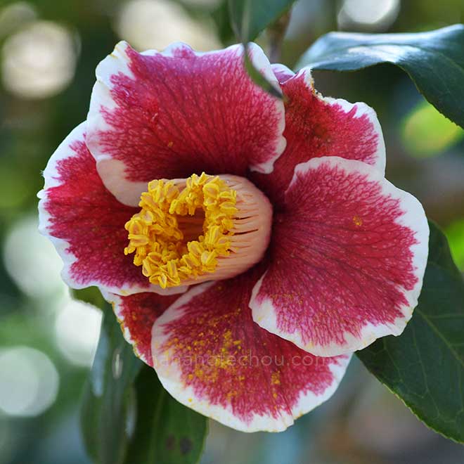 椿 隠れ磯｜花の手帖の椿図鑑