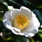 椿 加茂本阿弥｜花の手帖のツバキ図鑑