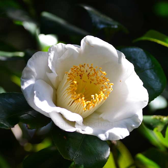 椿 加茂本阿弥｜花の手帖の椿図鑑