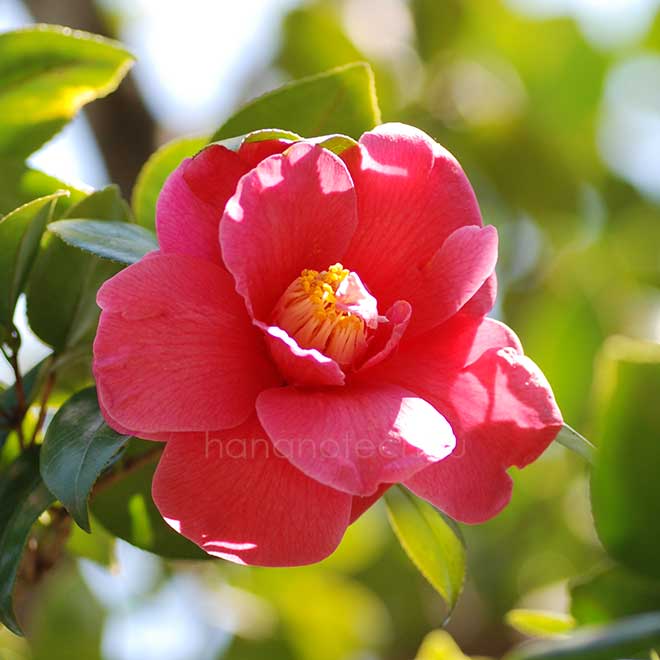 椿 ｜花の手帖の椿図鑑