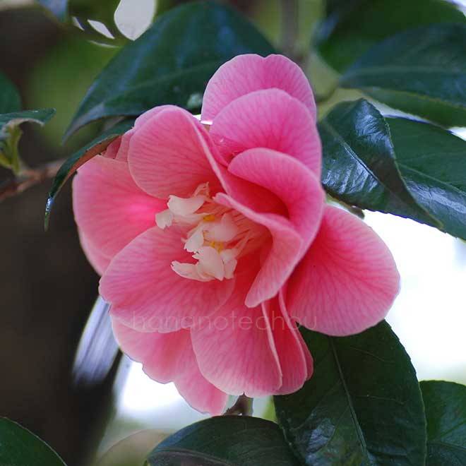 椿 唐糸｜花の手帖の椿図鑑