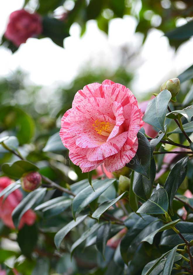 椿 唐錦｜花の手帖の椿図鑑