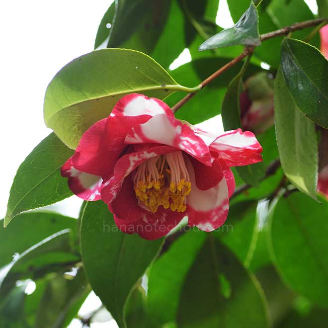 椿 春日野｜花の手帖の椿図鑑