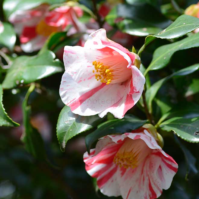 椿 葛城絞｜花の手帖の椿図鑑