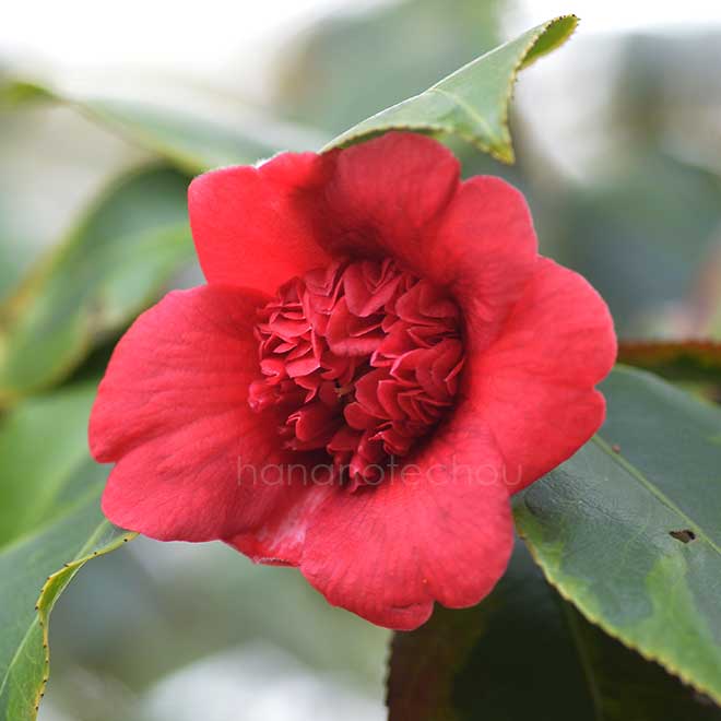 椿 黄覆輪紅唐子｜花の手帖の椿図鑑