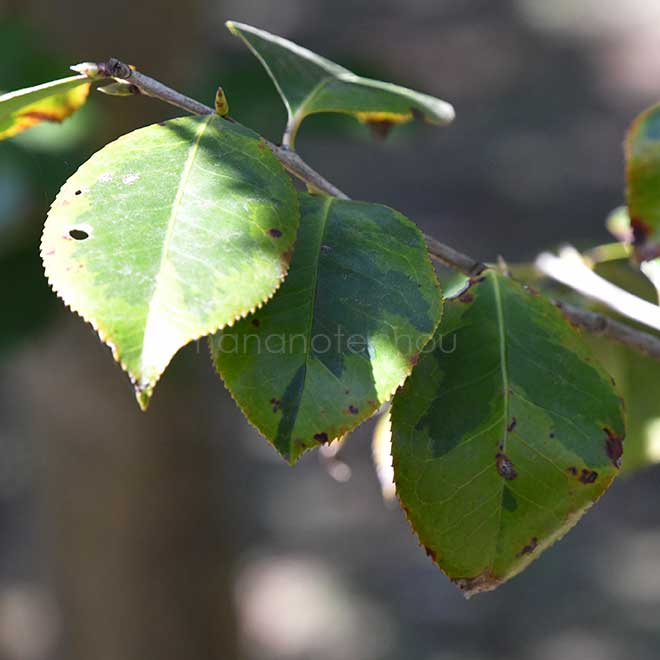 椿 黄覆輪紅唐子｜花の手帖の椿図鑑