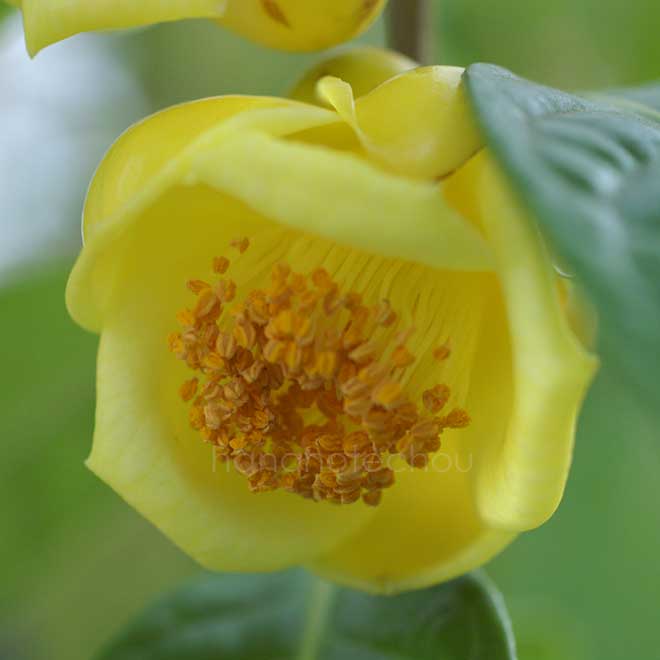 椿 金花茶｜花の手帖の椿図鑑