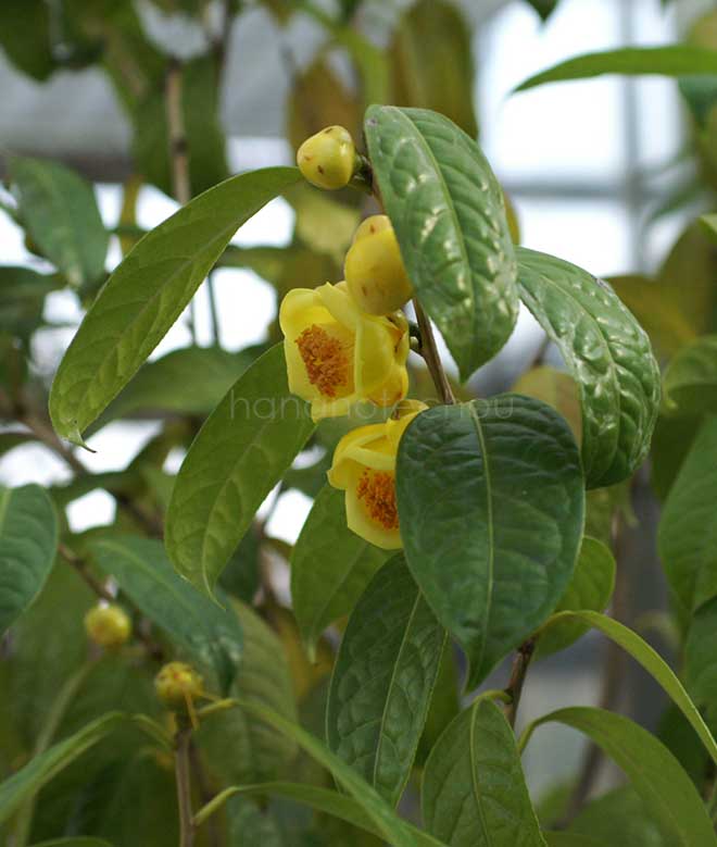 椿 金花茶｜花の手帖の椿図鑑