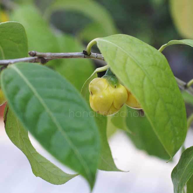 椿 金花茶｜花の手帖の椿図鑑