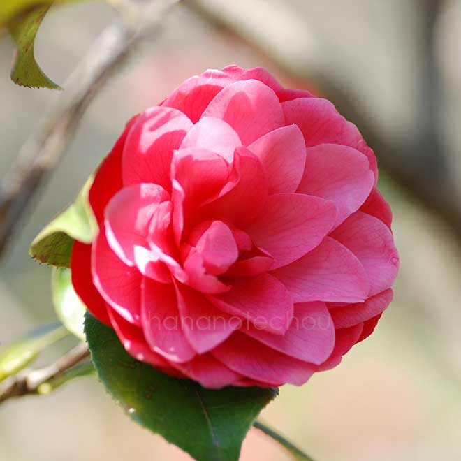 椿 麒麟の峯｜花の手帖の椿図鑑