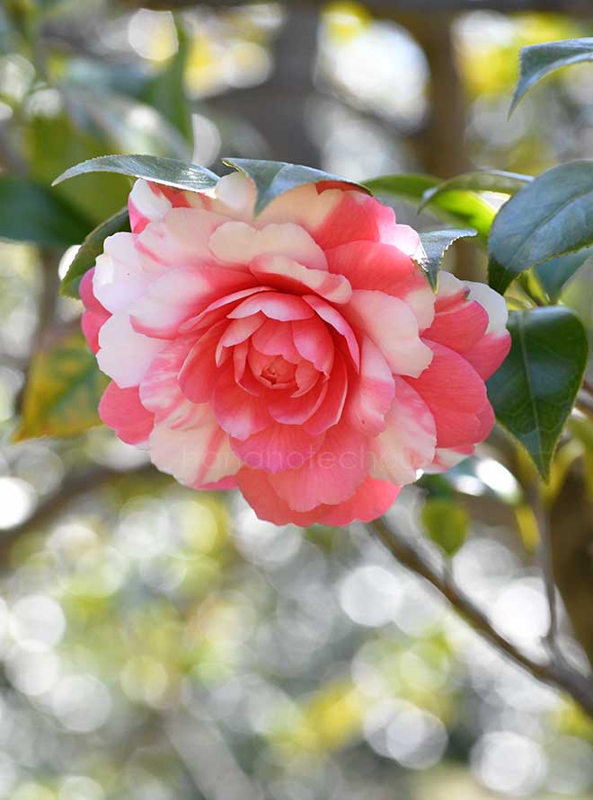 椿 紀州司｜花の手帖の椿図鑑