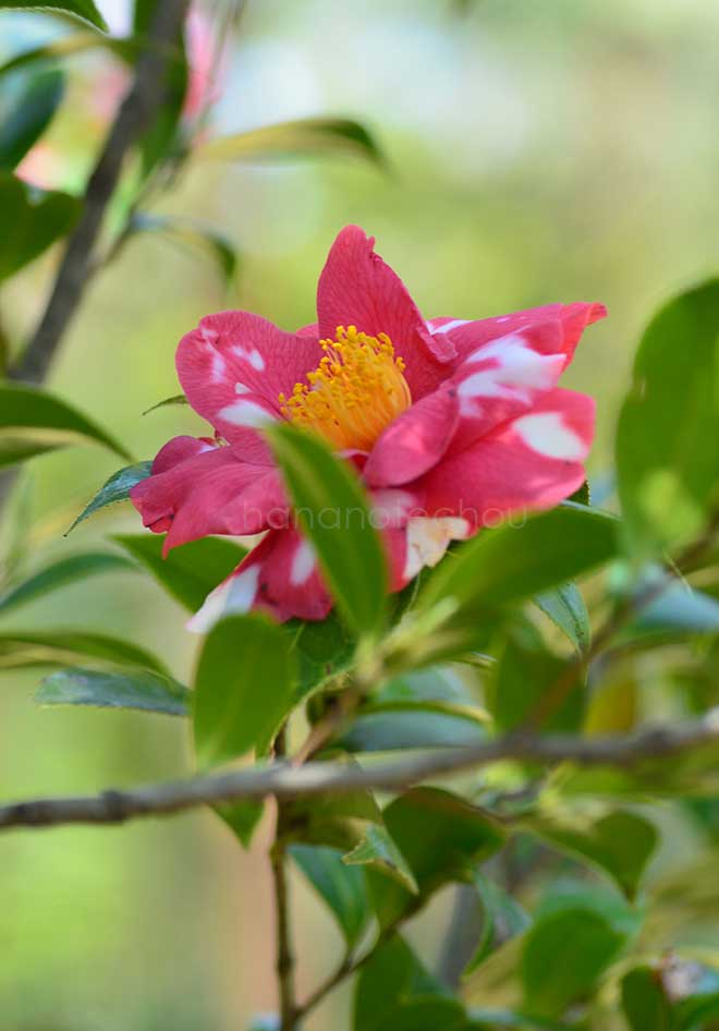 椿 北の洋｜花の手帖の椿図鑑