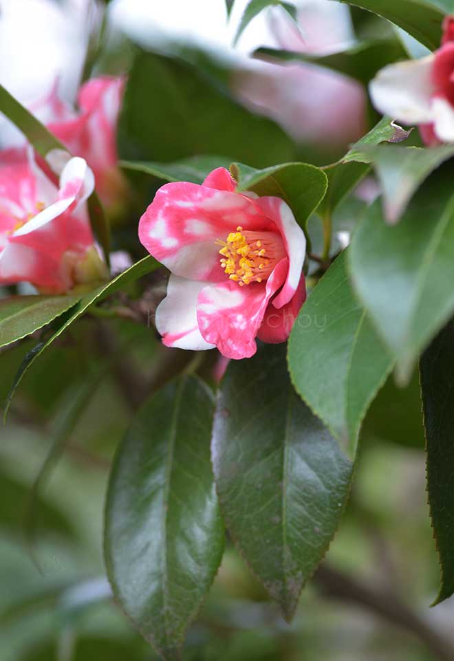 椿 胡蝶侘助｜花の手帖の椿図鑑