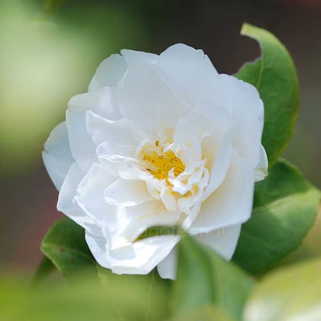 椿 古城の月｜花の手帖の椿図鑑