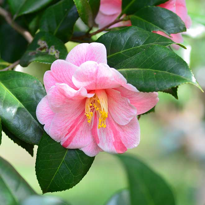 椿 小紅葉｜花の手帖の椿図鑑