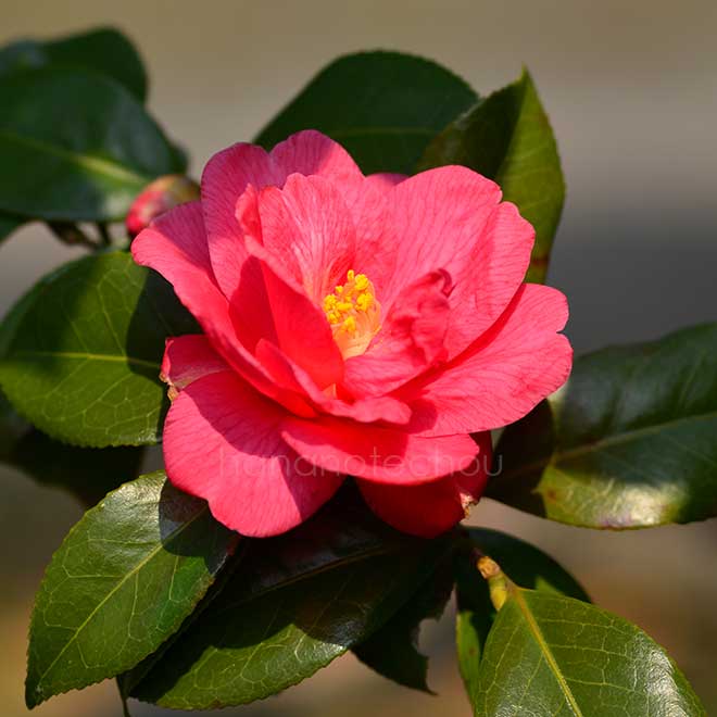 椿 小紅葉｜花の手帖の椿図鑑