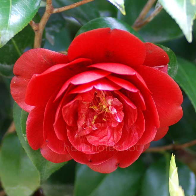 椿 崑崙黒｜花の手帖の椿図鑑