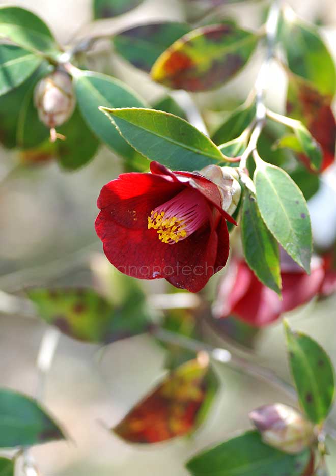 椿 紺侘助｜花の手帖の椿図鑑