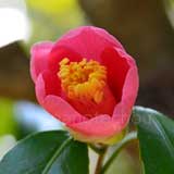 椿 高台寺｜花の手帖のツバキ図鑑