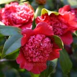 椿 紅獅子｜花の手帖のツバキ図鑑