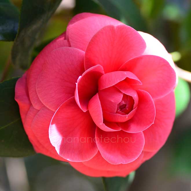 椿 紅乙女｜花の手帖の椿図鑑