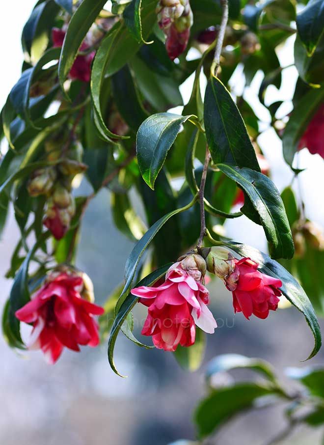 椿 孔雀椿｜花の手帖の椿図鑑